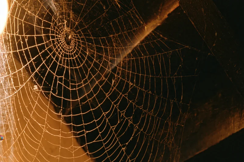 Intricate spiderweb glowing in warm light between dark wooden beams in a dim corner