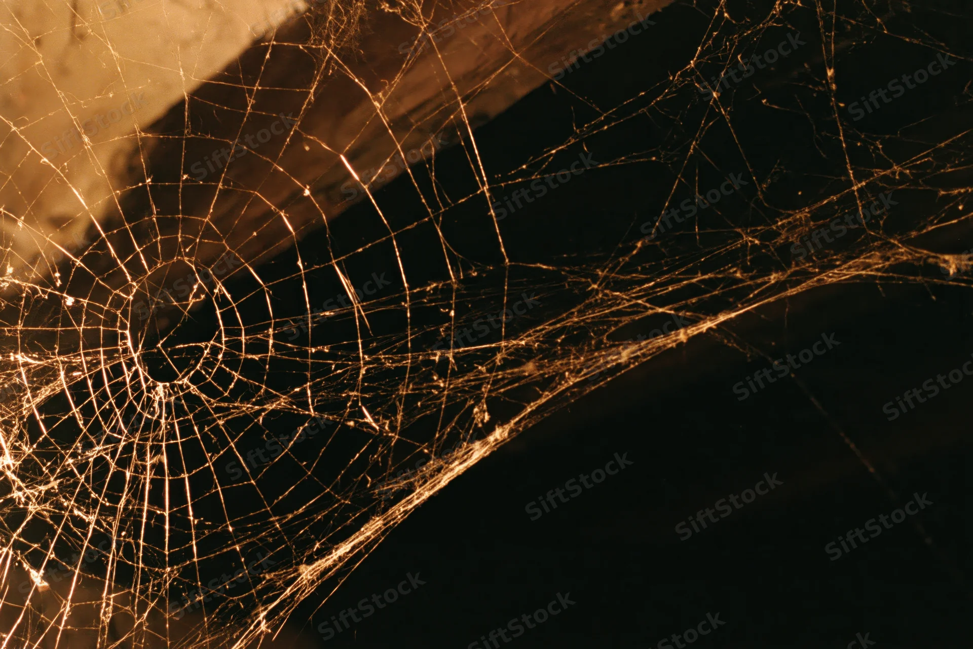 Intricate spiderweb glowing in warm light against dark wooden beams at night