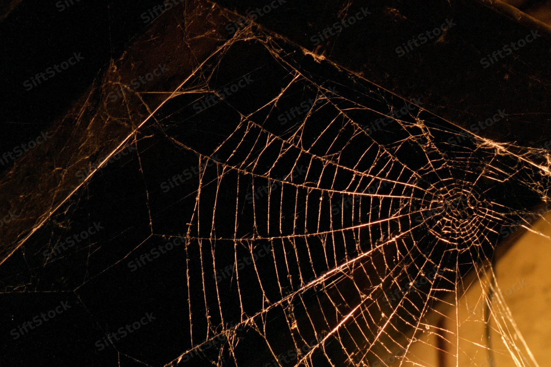 Intricate spiderweb glowing in dim light against dark wooden beams at night