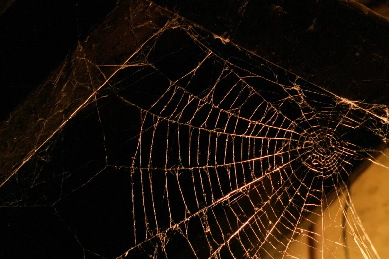 Intricate spiderweb glowing in dim light against dark wooden beams at night