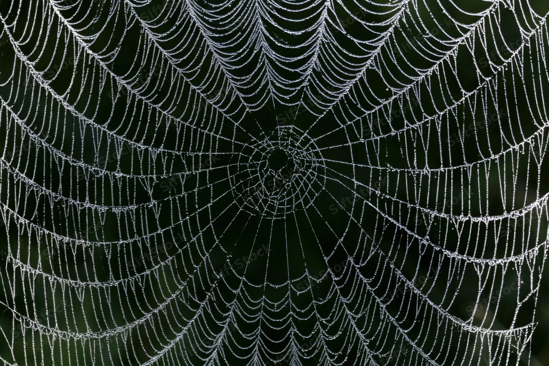 Closeup of a large orb-weaver spiderweb covered in fine dew droplets against a dark green background