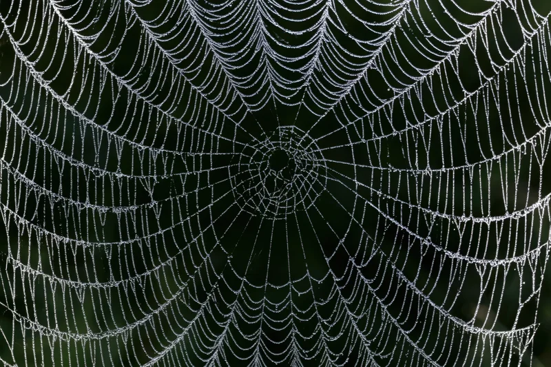 Closeup of a large orb-weaver spiderweb covered in fine dew droplets against a dark green background