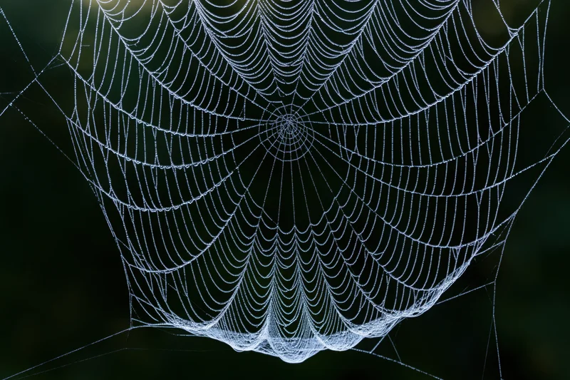 Closeup of a large orb-weaver spiderweb covered in fine dew droplets against a dark natural background