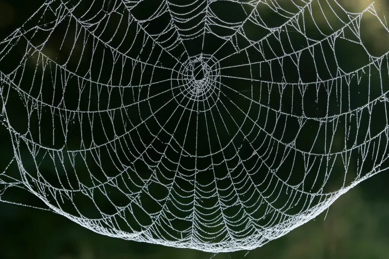 Closeup of a large orb-weaver spiderweb covered in fine dew droplets against a dark green background