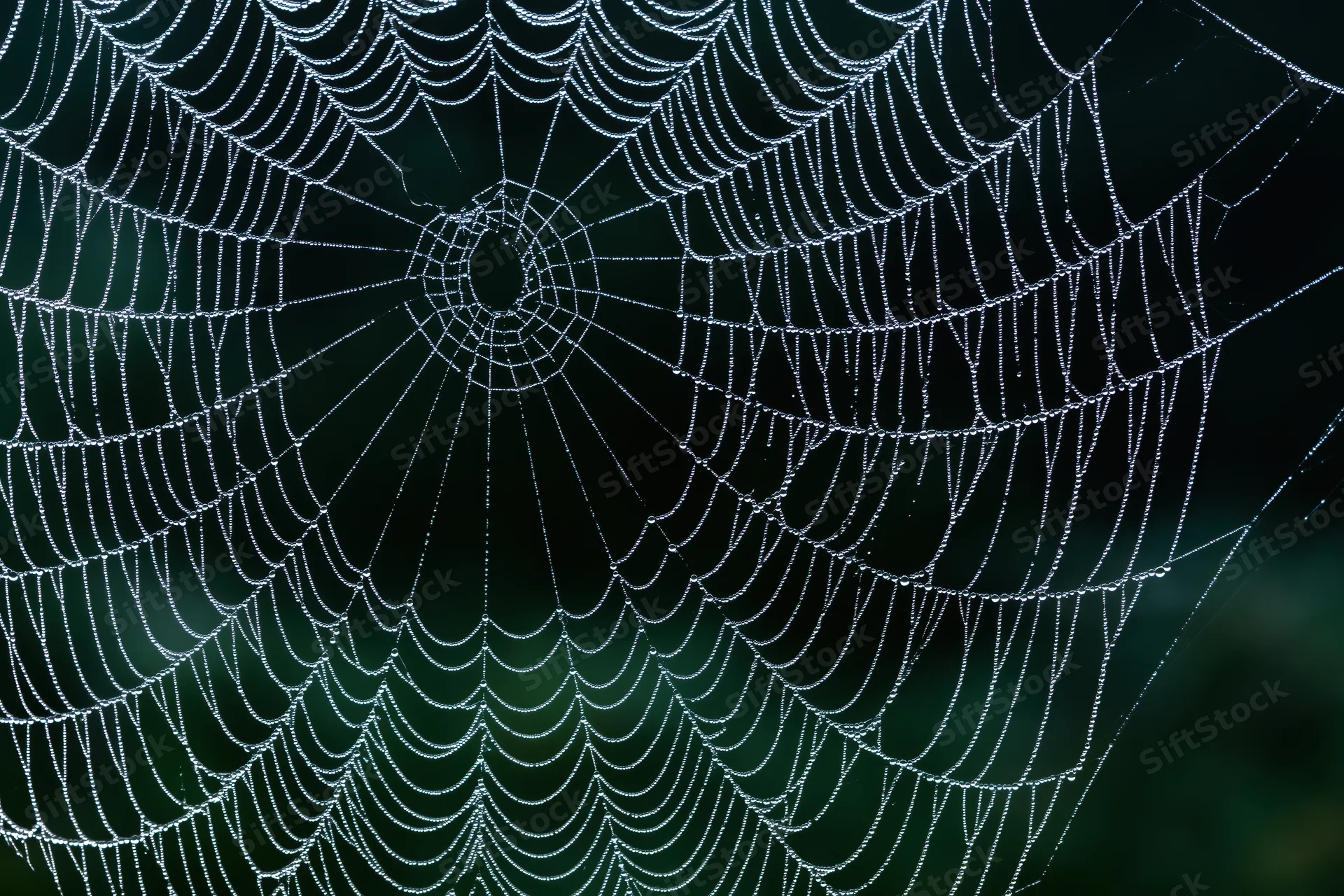 Closeup of a large orb-weaver spiderweb covered in fine dew droplets against a dark green blurred background