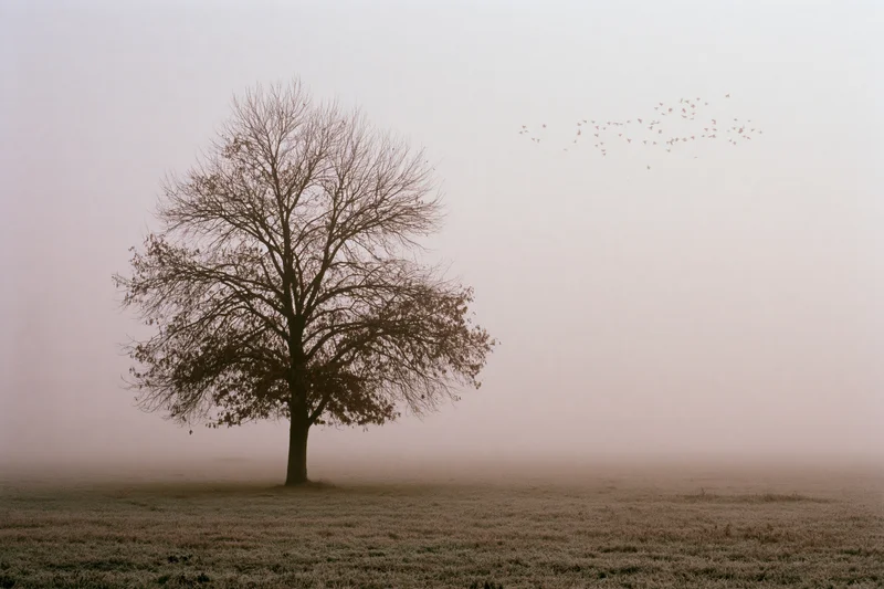 Lone bare deciduous tree standing in a foggy open field with frost on the ground