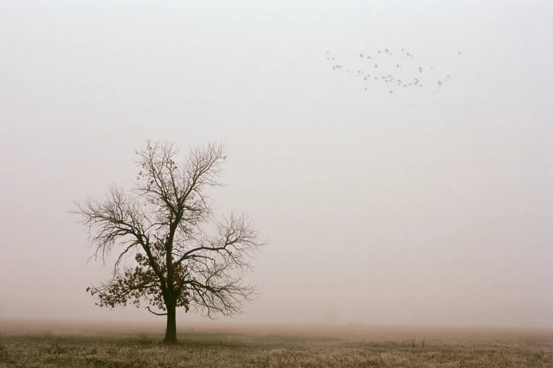 Lone bare deciduous tree standing in a flat open field under foggy sky