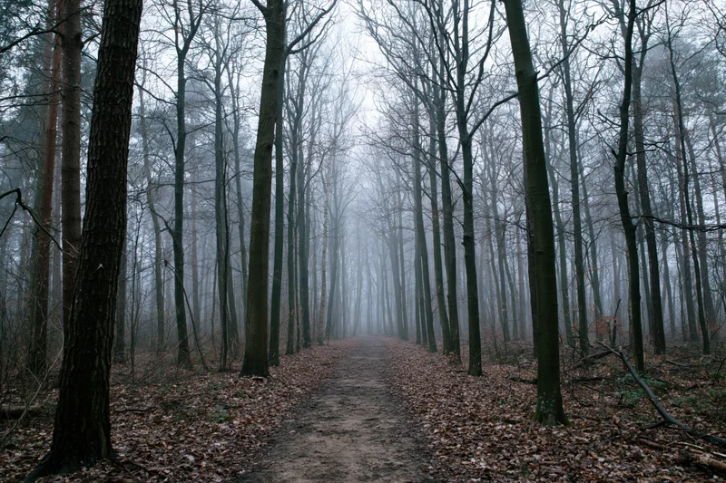 Narrow dirt path winding through foggy temperate forest with bare trees and fallen leaves