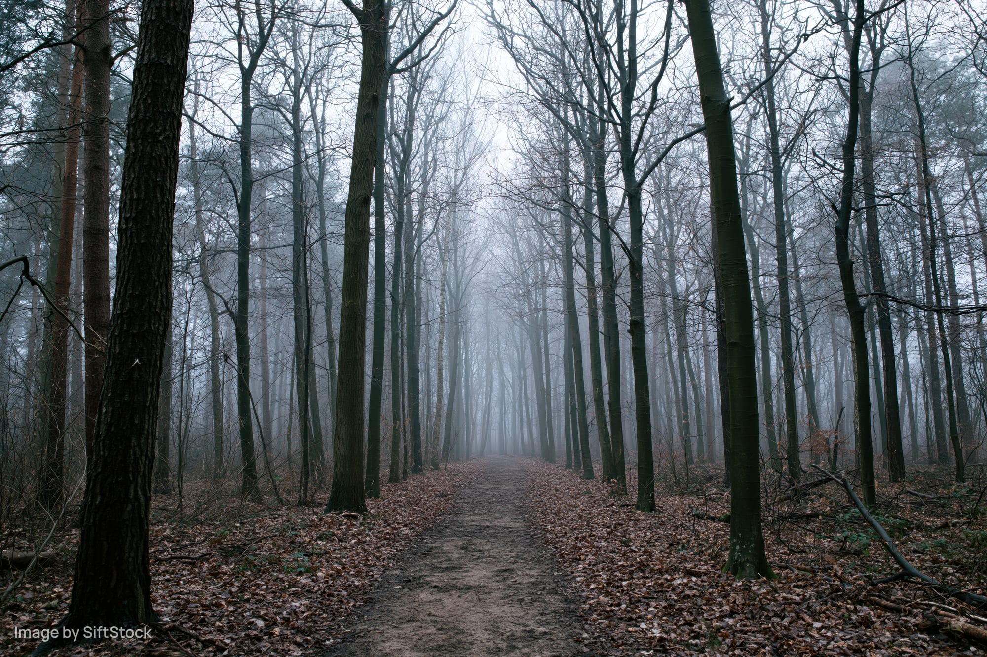 Narrow dirt path winding through foggy temperate forest with bare trees and fallen leaves
