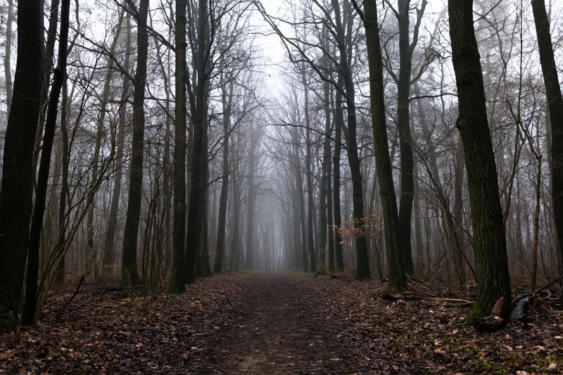 Narrow dirt path winding through foggy temperate forest with bare trees and leaf-covered ground