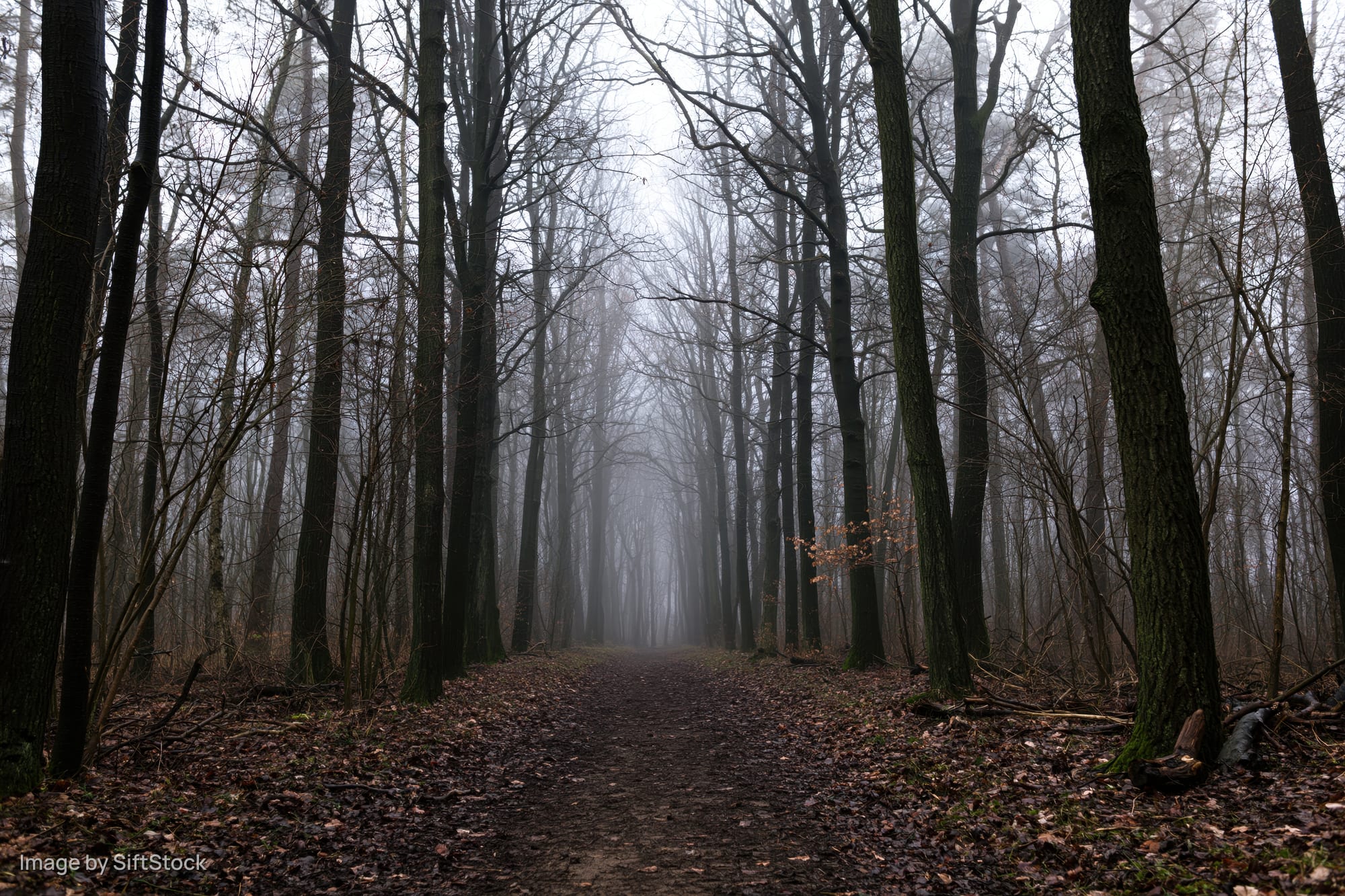 Narrow dirt path winding through foggy temperate forest with bare trees and leaf-covered ground
