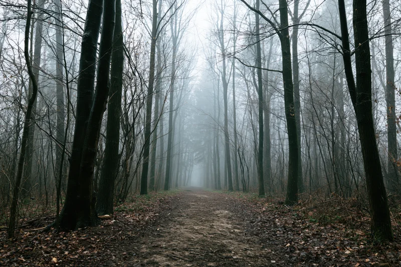 Narrow dirt path winding through foggy temperate forest with bare trees