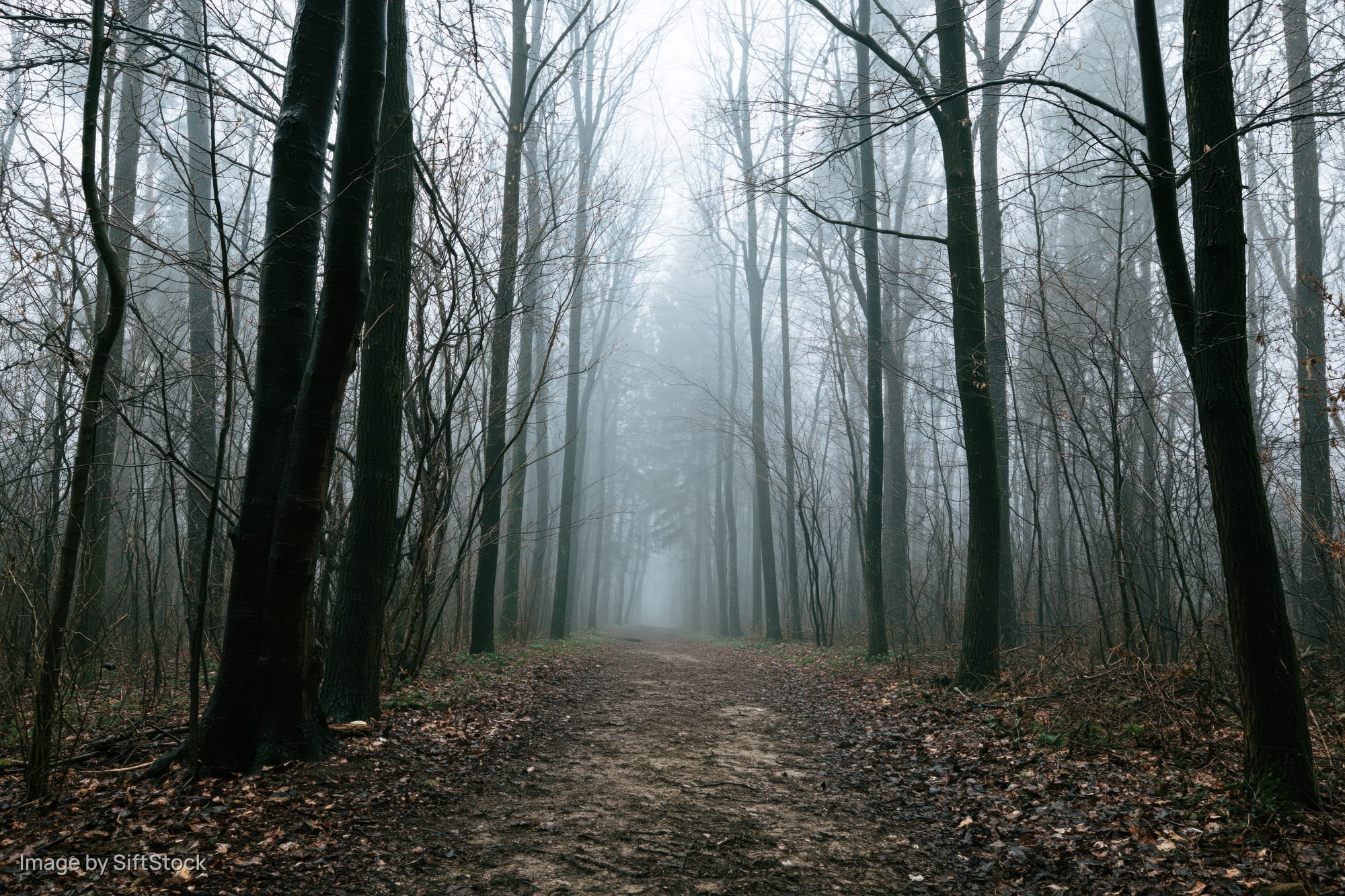 Narrow dirt path winding through foggy temperate forest with bare trees