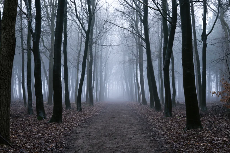 Narrow dirt path winding through foggy temperate forest with bare trees and fallen leaves