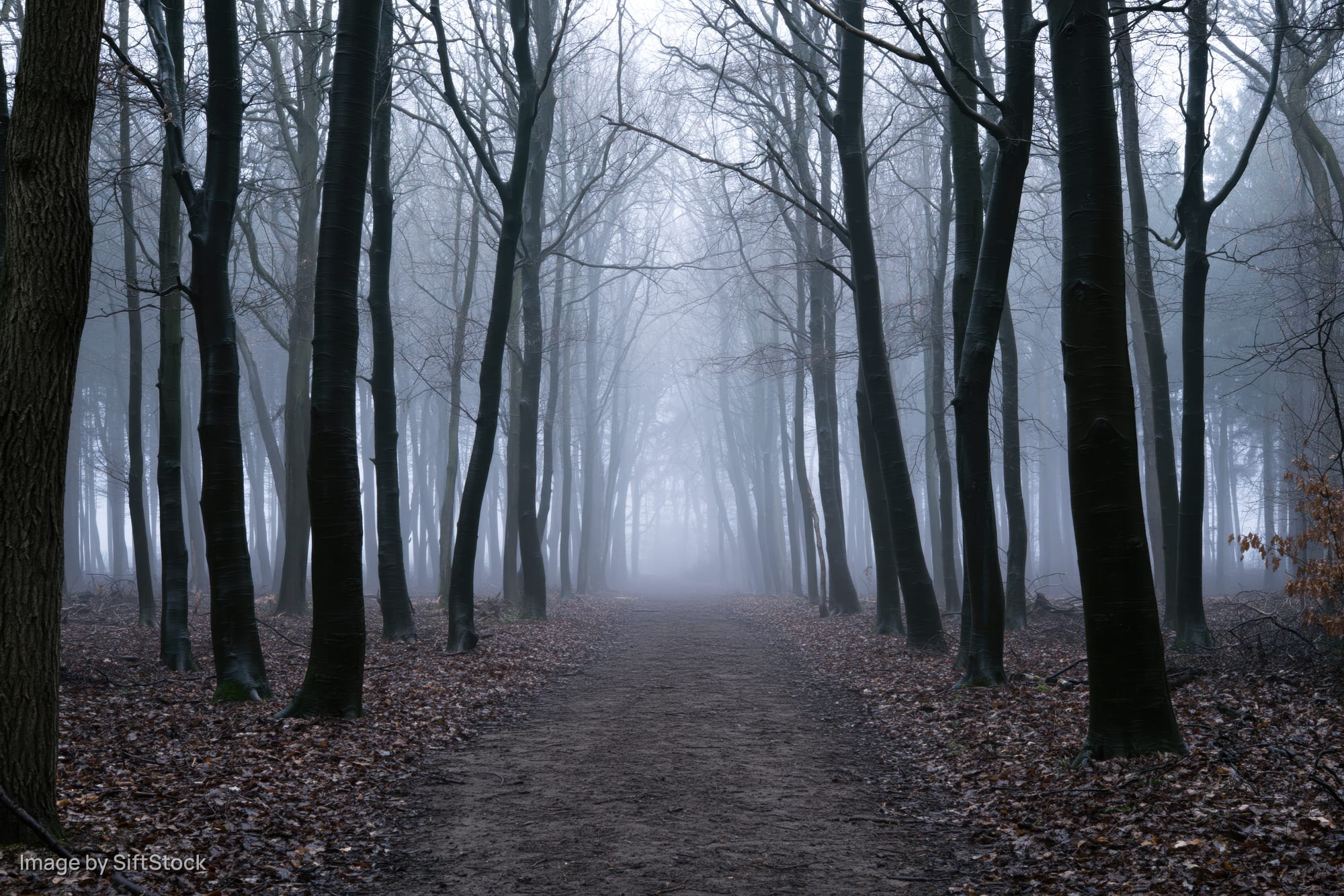 Narrow dirt path winding through foggy temperate forest with bare trees and fallen leaves