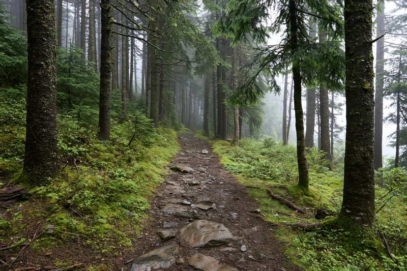 Narrow rocky dirt trail winding through dense alpine spruce forest with moss-covered ground and foggy atmosphere