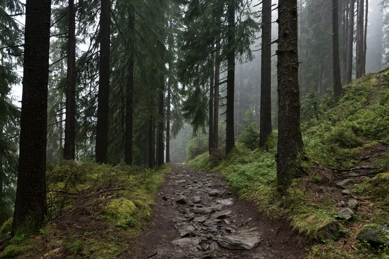 Narrow rocky dirt trail winding through dense alpine spruce forest in foggy weather