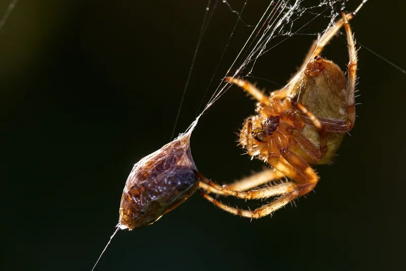 Orbweaver spider clinging to web with wrapped prey in natural setting