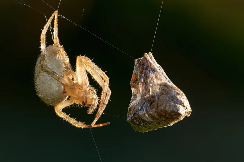 Pale tan orb-weaver spider clinging to web beside wrapped rock in natural outdoor setting