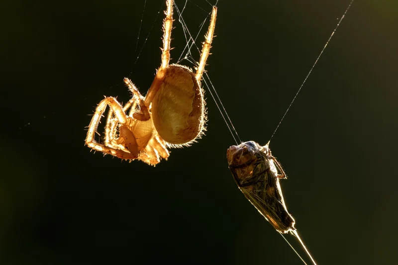 Orbweaver spider clinging to web with captured cicada in sunlight