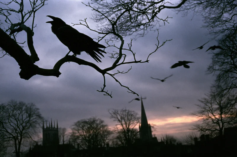Raven perched on bare tree branch with beak open at twilight over church spire