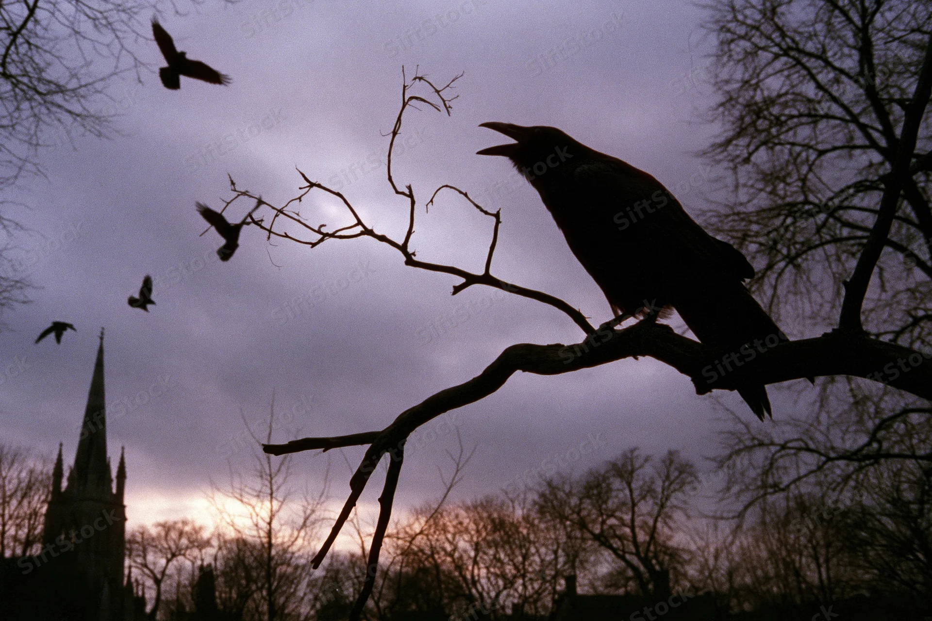 Raven perched on bare branch with open beak calling at twilight near church spire