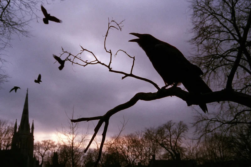 Raven perched on bare branch with open beak calling at twilight near church spire
