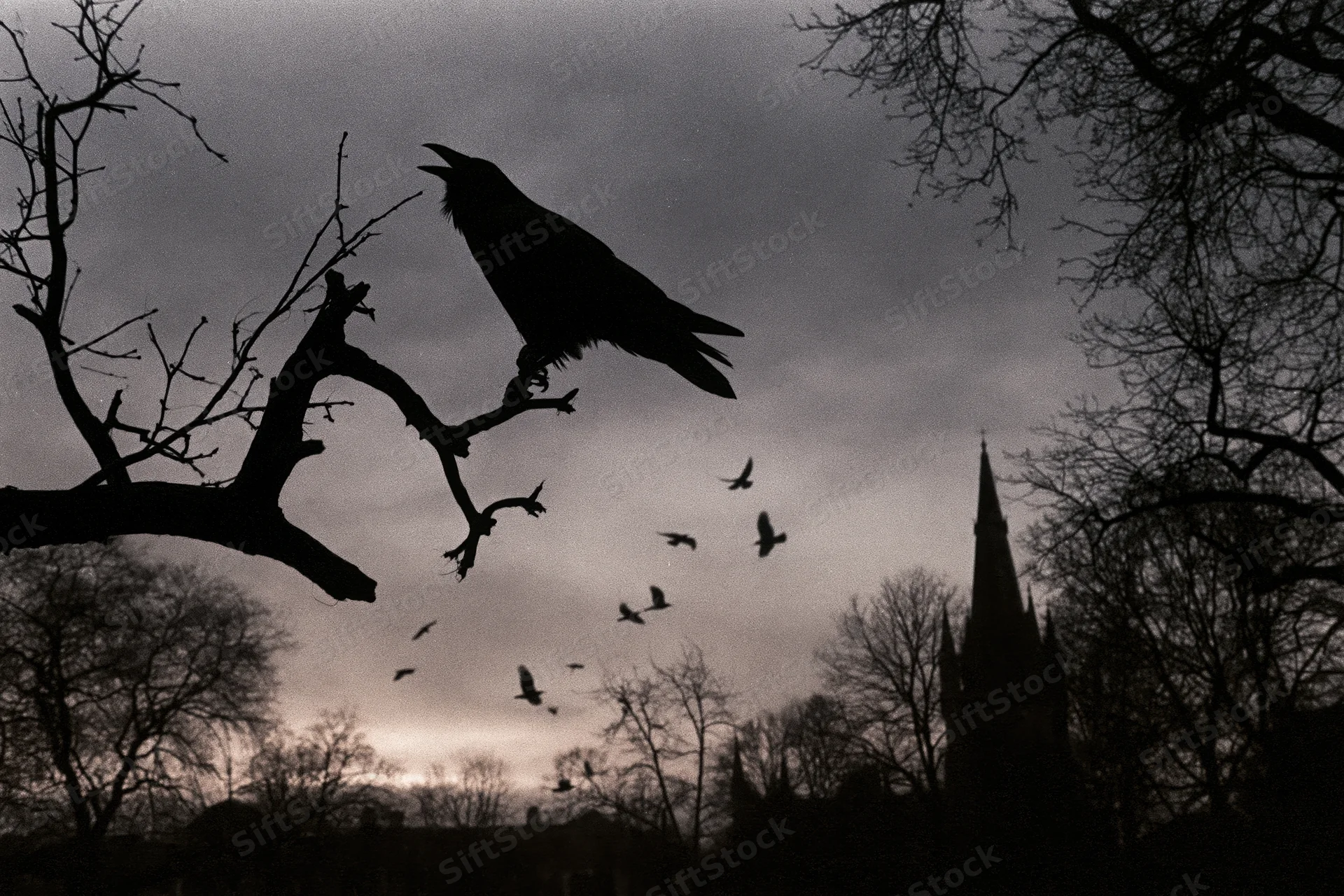 Raven perched on bare tree branch with open beak against cloudy sky at dusk near church spire