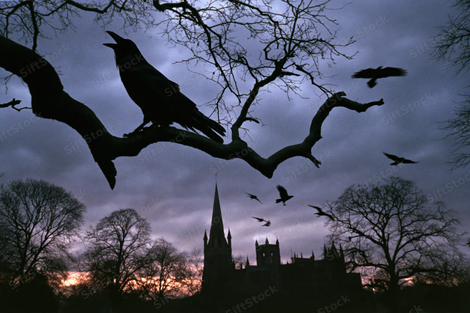 Raven perched on bare tree branch with beak open against twilight sky and gothic cathedral silhouette