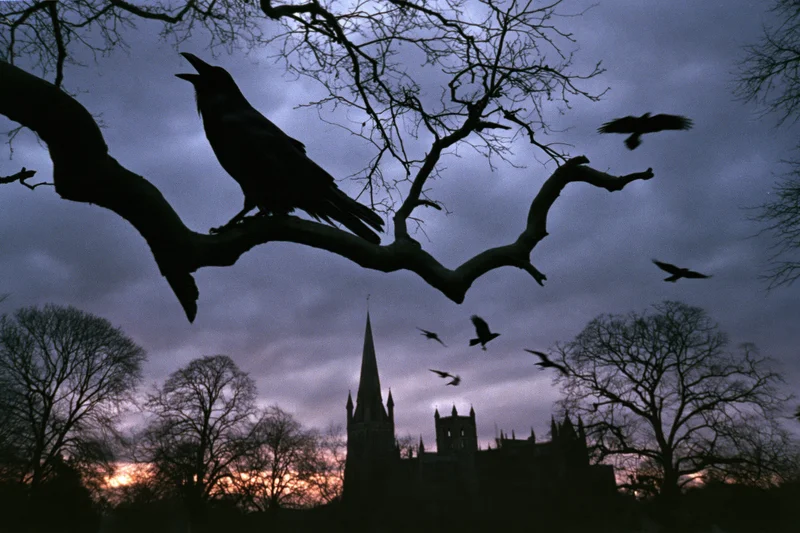 Raven perched on bare tree branch with beak open against twilight sky and gothic cathedral silhouette
