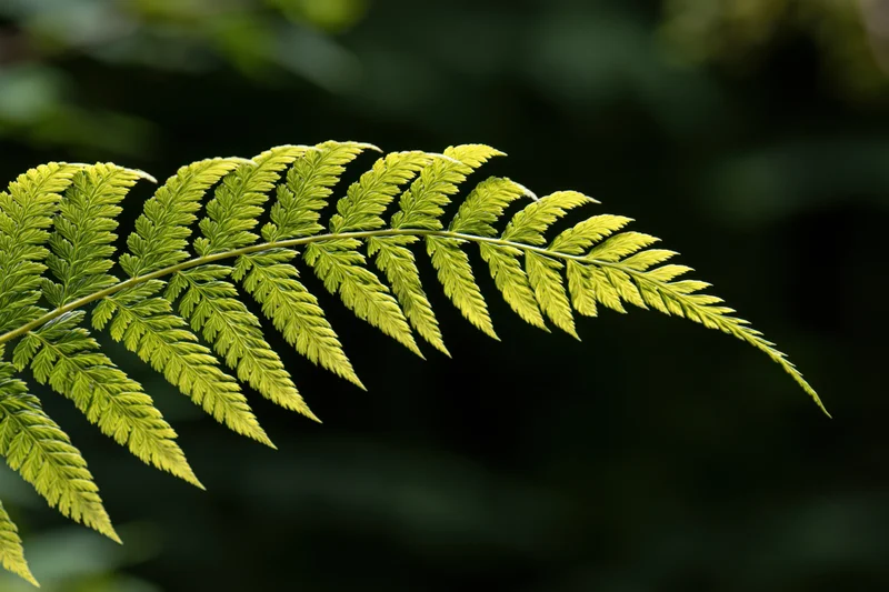 A single fern frond arching diagonally across the frame in natural light