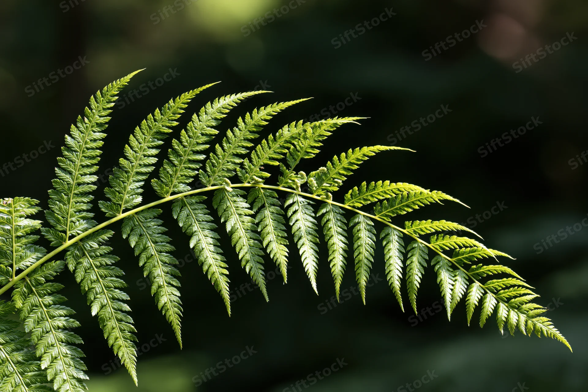 A single fern frond arching diagonally across the frame in a forest setting