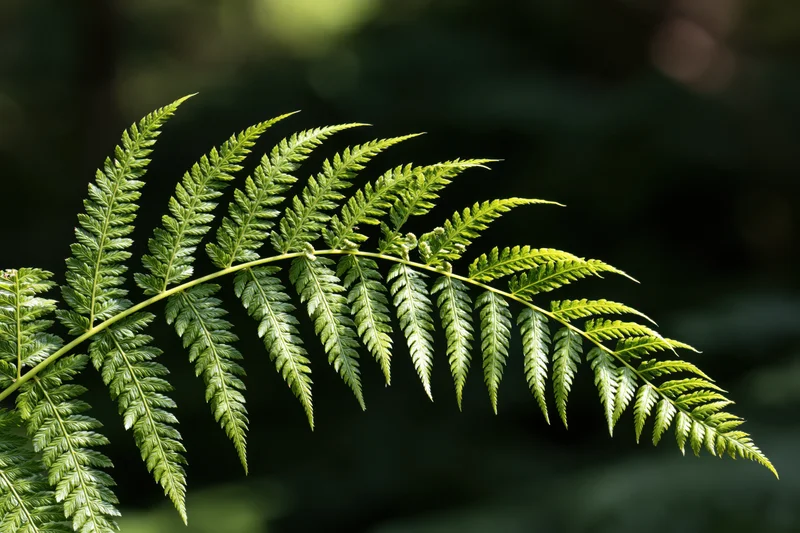 A single fern frond arching diagonally across the frame in a forest setting