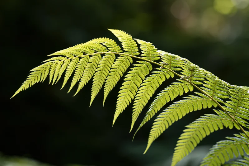 A single fern frond arching diagonally across the frame in natural light