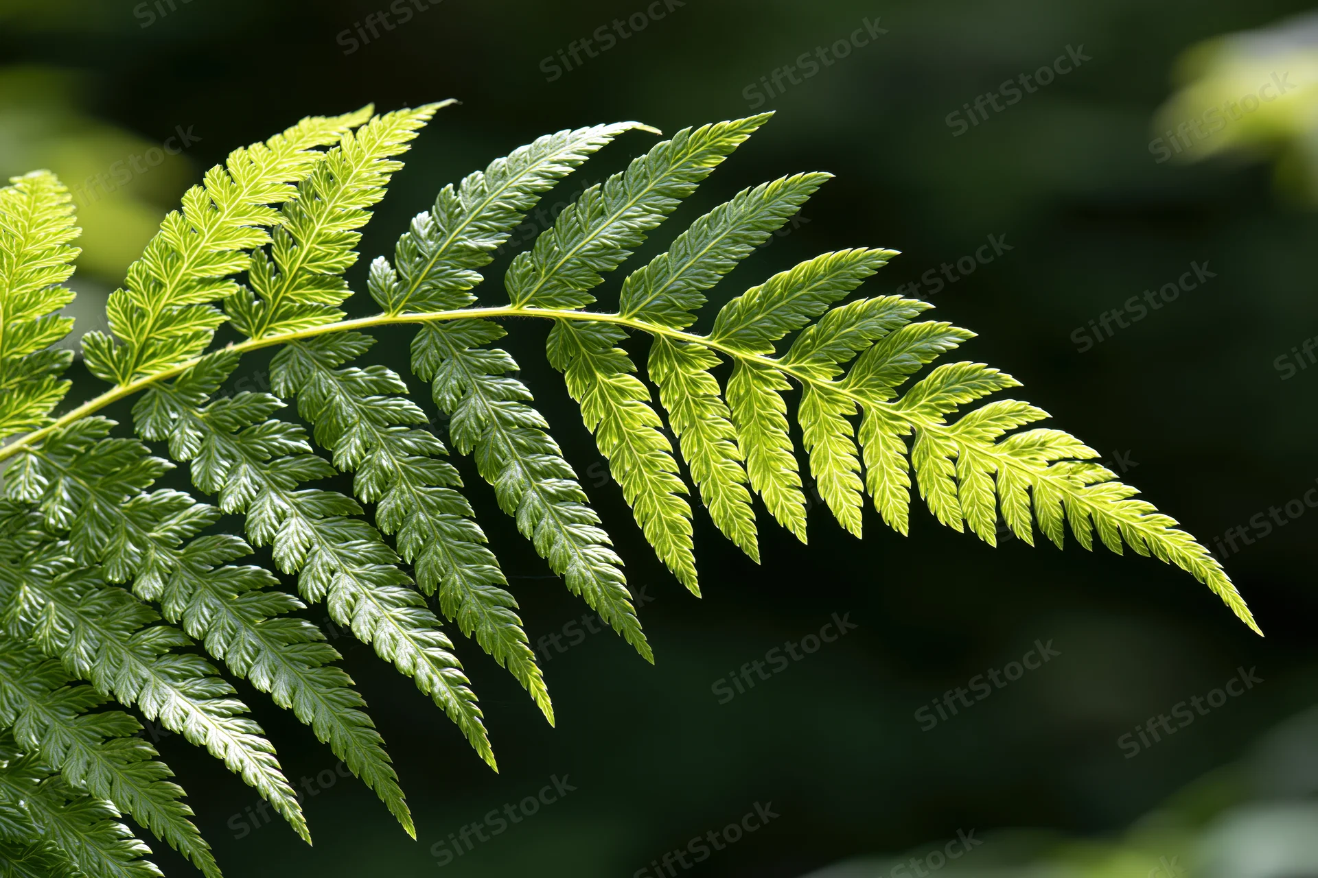 A single fern frond arching diagonally across the frame in natural light