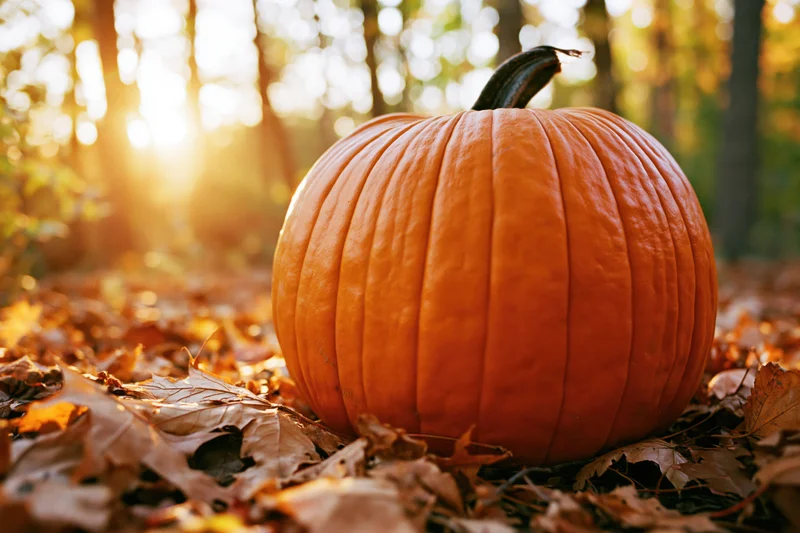Large orange pumpkin resting on dry fallen leaves in a sunlit forest during autumn