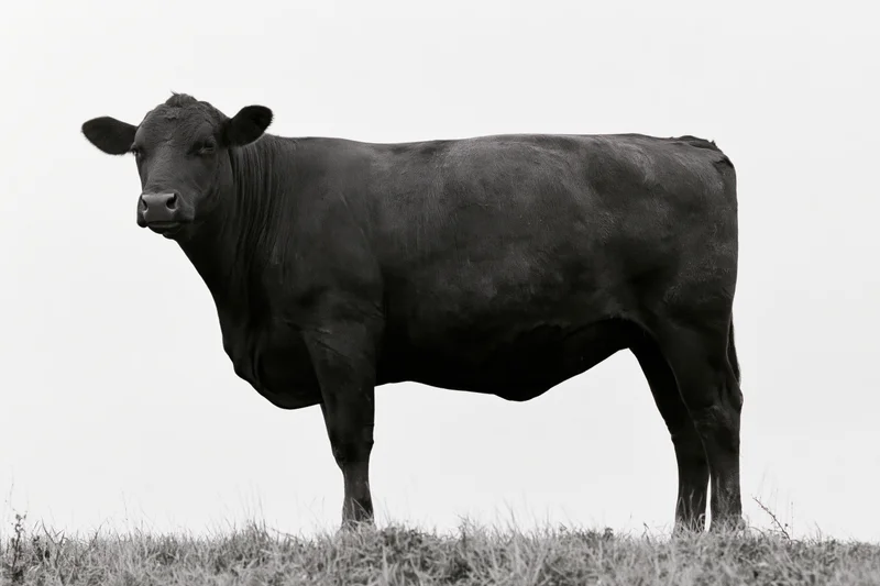 Mature cow standing in profile on a grassy field under an overcast sky