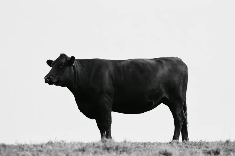 Mature cow standing in profile on a grassy field under an open sky