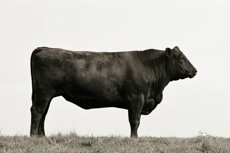 Mature cow standing in profile on a grassy field