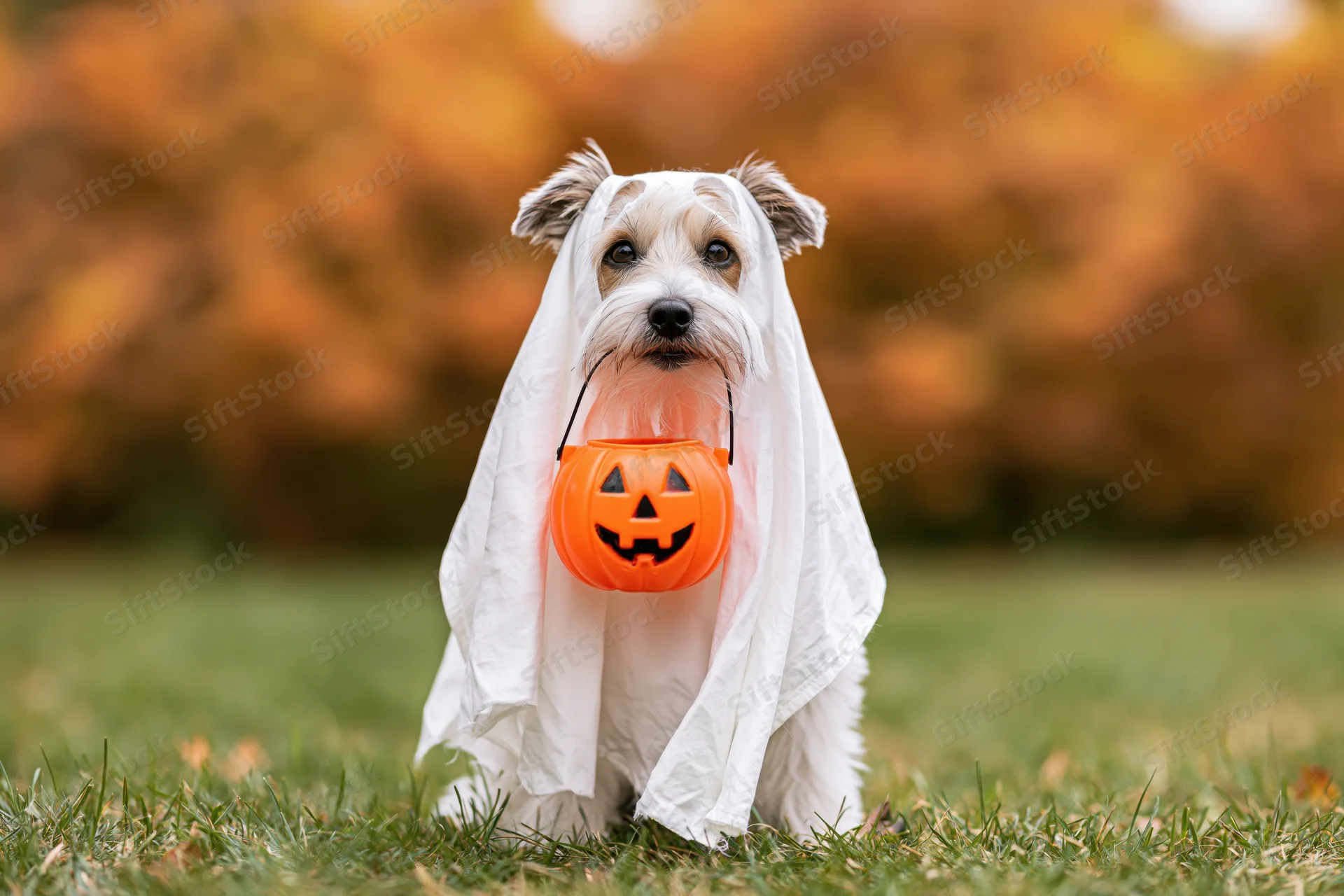 Small dog in ghost costume holding orange pumpkin bucket on grassy lawn