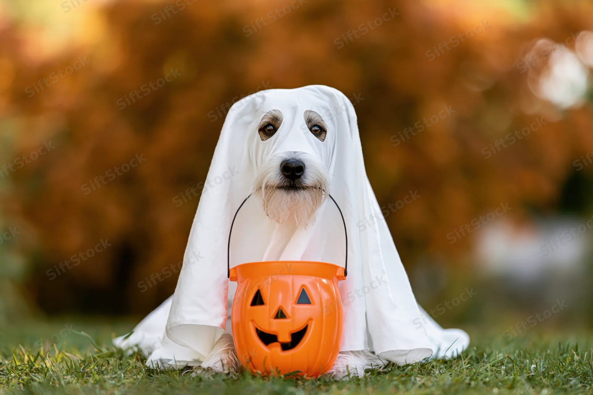 Small dog in white ghost costume sitting on grass with orange pumpkin bucket