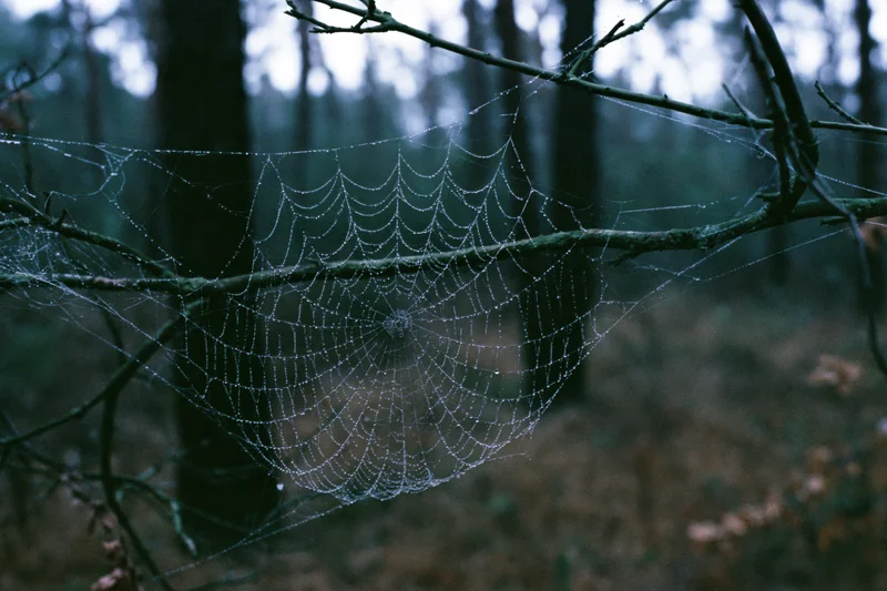 Spiderweb covered in dew droplets stretched between branches in a misty forest at dawn
