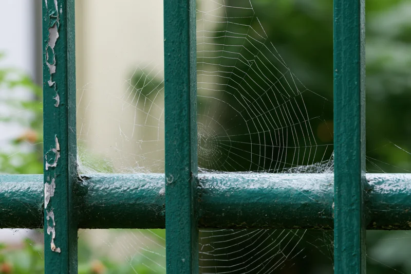 Spiderweb stretched between weathered green metal fence bars in a garden setting