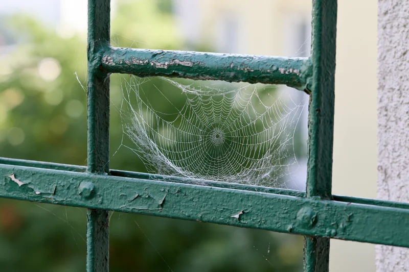 Spiderweb stretched between weathered green metal fence bars in a garden setting