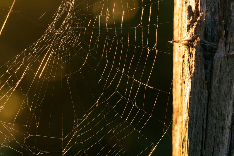 Spiderweb stretched from a weathered wooden post backlit by golden sunlight