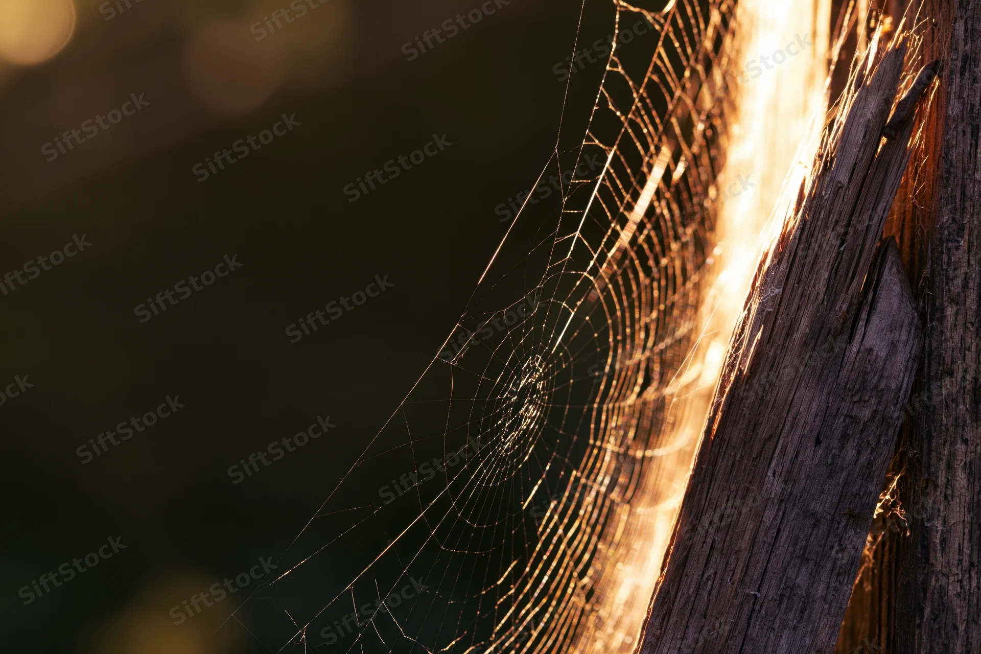 Spiderweb stretched from a weathered wooden post backlit by golden sunlight