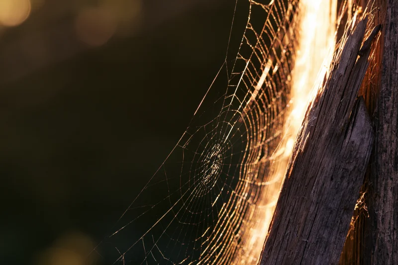 Spiderweb stretched from a weathered wooden post backlit by golden sunlight