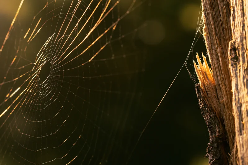 Spiderweb stretched from a weathered wooden post backlit by golden morning light