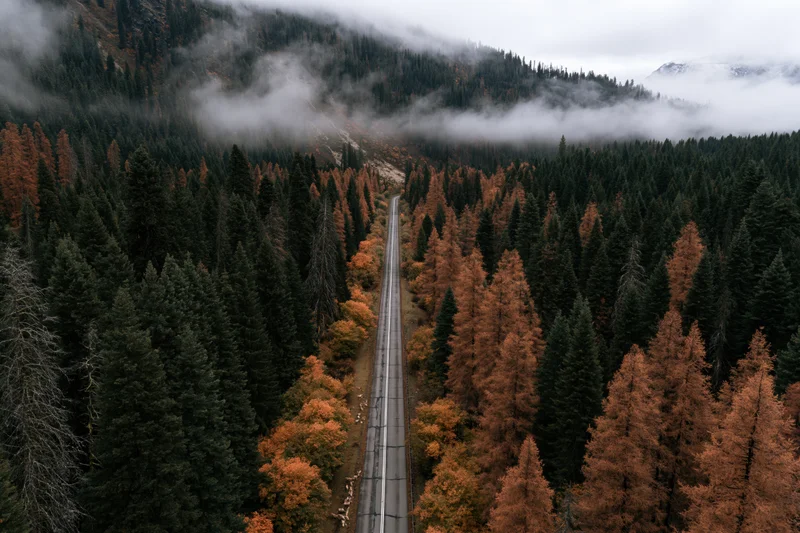 Aerial view of a straight narrow two-lane road through autumn forest flanked by pine and deciduous trees with fog over mountains