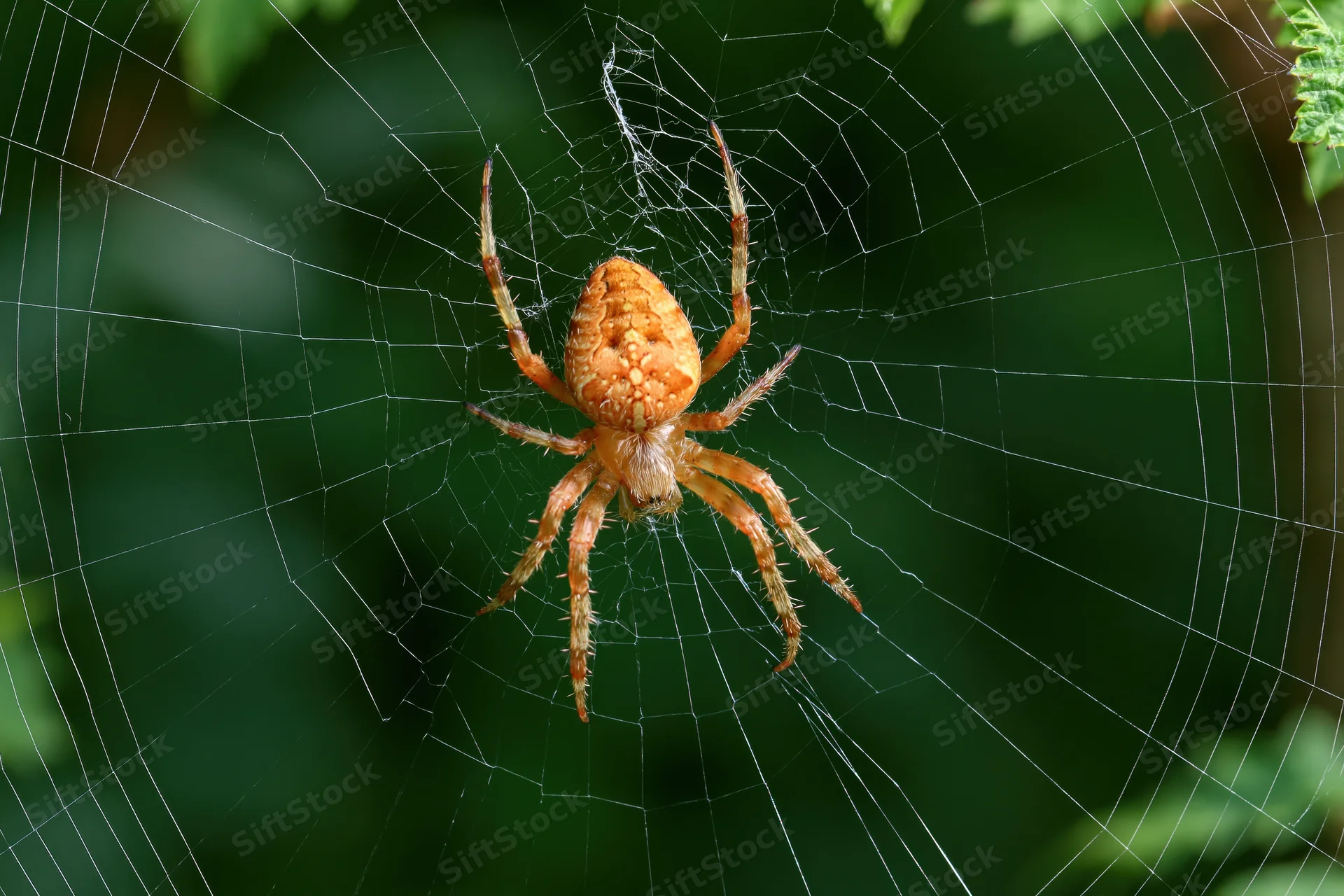 Orange-brown orb weaver spider at center of circular web in green foliage